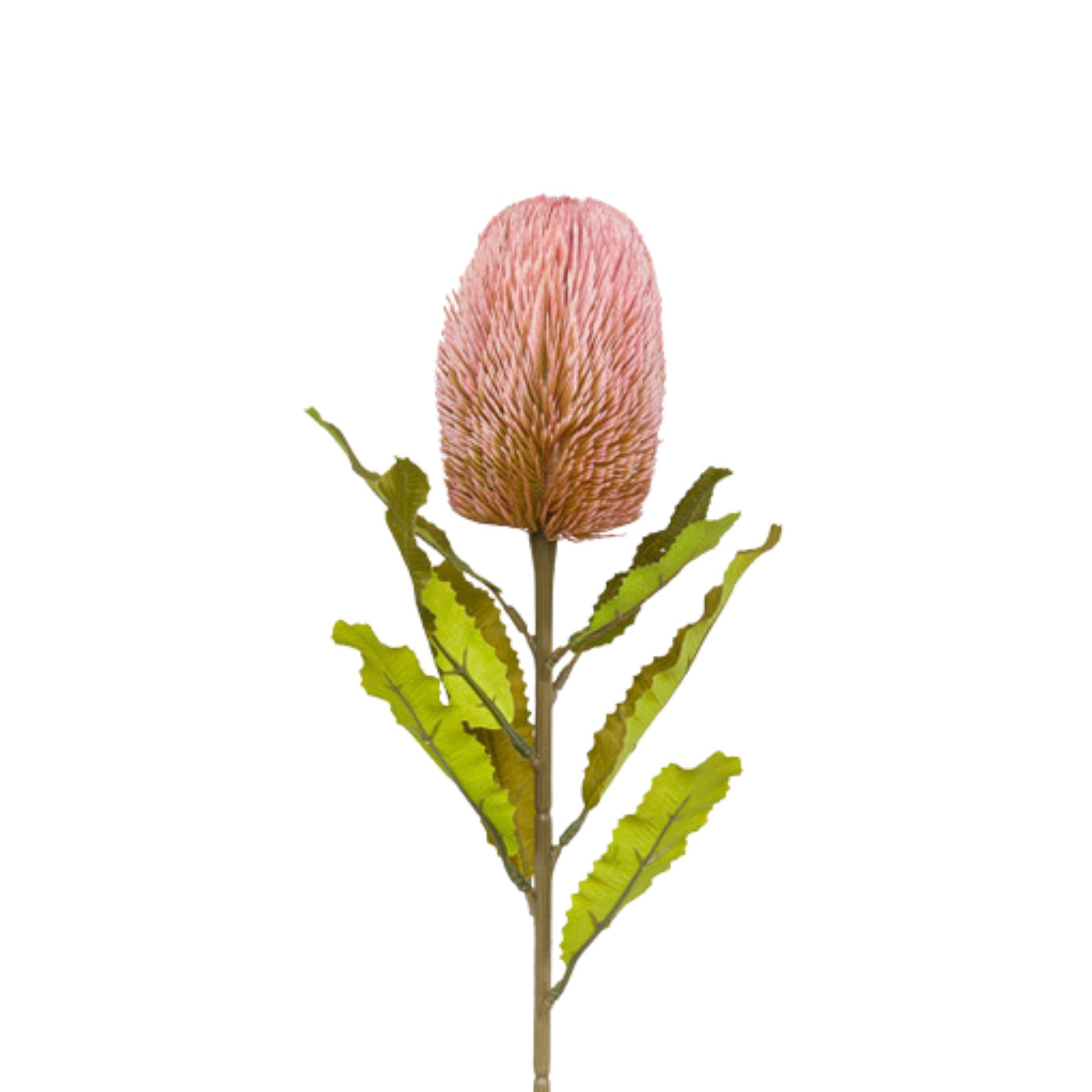SAFARI BANKSIA PINK H.60 CM